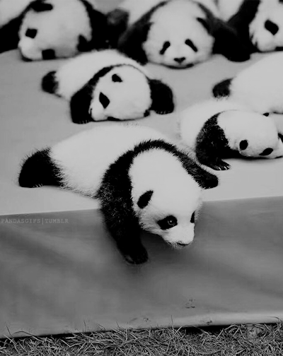 panda-bears-free-animated-gameznet 08.gif